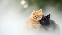 Two domestic cats orange tabby and black feline sitting together outdoors with soft bokeh background for pet care veterinary and animal companionship concepts.