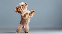 Playful Yorkshire terrier puppy standing on hind legs against gray background, performing trick with raised paws in dancing pose. Purebred dog showing active behavior.