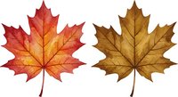 Autumn maple leaves in vibrant red and golden brown colors isolated on white background for seasonal design projects and fall decorations.