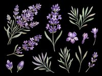 Lavender flowers and foliage isolated on transparent background, ready for t-shirt design, clipart, stickers, sublimation and print-on-demand projects.