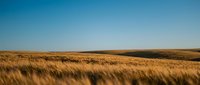 Golden wheat field stretching to horizon under clear blue sky in rural agricultural landscape during harvest season for farming content.