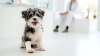 Happy small dog with bandaged paw sitting in veterinary clinic with blurred veterinarian in background, pet healthcare concept.
