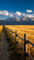 Golden wheat field with wooden fence leading to snow-capped mountain peaks under dramatic blue sky with white clouds for agricultural and landscape designs.