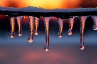 Frozen icicles hanging from branch at sunset with warm orange glow reflecting light creating winter nature scene for seasonal backgrounds and cold weather concepts.
