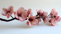 Pink magnolia branch with delicate blooms on white background for spring decor and botanical design projects.