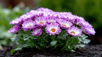 Pink and white aster flowers blooming in garden soil, close up view of fresh spring chrysanthemums with green foliage, natural floral background.