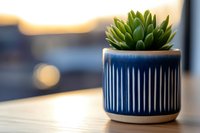 Small green succulent plant in modern blue ceramic pot with white striped pattern against blurred bokeh background on wooden surface at sunset.