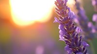 Purple lavender flower close up against blurred sunset background with warm golden bokeh lights creating dreamy romantic summer atmosphere in garden.