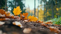 Golden oak leaves scattered on forest ground in autumn, with soft bokeh background creating dreamy seasonal atmosphere. Natural fall foliage close-up view.