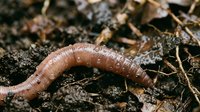Pink earthworm crawling through rich dark soil with organic matter and fallen leaves in natural garden environment for composting and agriculture.