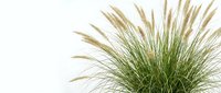 Ornamental fountain grass with feathery plumes on white background, isolated green plant for garden design, nature, and landscaping projects.