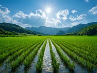 Vibrant green rice paddy field with irrigation channels reflecting sunlight, surrounded by mountains under bright blue sky with fluffy clouds.