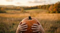 Hands holding orange pumpkin in autumn harvest field at golden hour, seasonal fall background for thanksgiving and harvest celebrations.