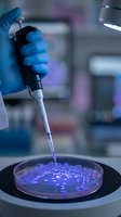 Laboratory scientist hand in blue gloves using pipette for precise liquid sampling in petri dish under purple UV light for research and analysis.