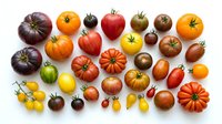 Colorful heirloom tomato varieties collection displaying diverse shapes, sizes and colors from yellow cherry to purple beefsteak on white background.