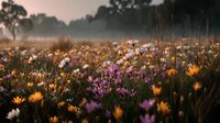 Dreamy wildflower meadow at golden hour with purple and yellow blooms creating soft bokeh effect in natural countryside setting during warm sunset light.