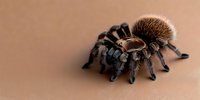 Large tarantula spider with dark legs and brown furry body against neutral background, dramatic lighting creates mysterious mood for nature and wildlife concepts.