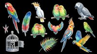 Colorful parrot and parakeet collection isolated on transparent background. Features macaws, cockatoos, and budgies in vibrant plumage. Ready for t-shirt designs, clipart, stickers, sublimation, and print-on-demand products.