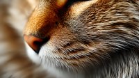 Close-up macro shot of ginger cat's face showing detailed fur texture and whiskers in soft natural lighting. Perfect for pet care and veterinary marketing materials.