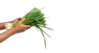 Cropped hand holding fresh green onion bunch isolated on white background, ready for culinary design and food styling projects.