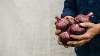 Red onions held in farmer's hands wearing work shirt, fresh harvest produce for cooking, agriculture, and food industry use.