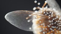 Extreme macro photography of insect wing with delicate translucent membrane and fine structural details illuminated against dark background, showing natural patterns.
