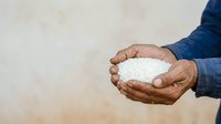Male hands holding white rice in palms, wearing blue shirt. Agricultural worker displaying grain harvest for food production, farming, and crop management purposes.