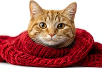 Ginger cat wrapped in cozy red knitted scarf looking at camera on white background, isolated portrait of domestic pet staying warm in winter season.