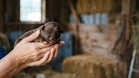 Newborn puppy held in human hands inside rustic barn setting with hay and wooden structures, depicting animal care and new life.