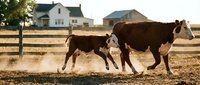 Two brown cattle walking across dusty ranch ground with wooden fence and farmhouse in background, suitable for agricultural, rural lifestyle, and livestock industry content.