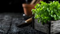 Fresh green watercress growing in rustic wooden box on dark background, selective focus. Natural organic microgreens for healthy eating and garnish.