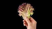 Isolated fresh red oak lettuce leaf held in hand on transparent background, ready for culinary design, recipe graphics, food packaging, restaurant menus, cooking blogs, and print-on-demand products.