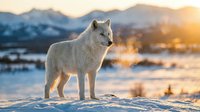 Majestic white arctic wolf standing on snowy terrain during golden hour sunset with mountain landscape backdrop. Wildlife photography concept.