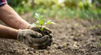 Farmer hands holding young seedling plant with soil, planting in garden or field for agriculture and growth concept.