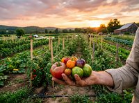 Farmer hands holding fresh organic heirloom tomatoes at sunset in vegetable garden with dramatic sky and rural landscape background for healthy eating concepts.