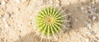 Small barrel cactus with sharp spines growing in sandy desert soil, top view of round succulent plant with radial pattern for gardening and nature projects.