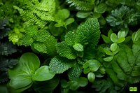 Fresh green leaves with morning dew drops in garden, natural macro photography showing various fern and foliage textures in lush environment.