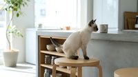Siamese cat sitting on wooden stool in bright modern home interior with natural light, potted plants, and minimalist furniture for lifestyle and pet photography.