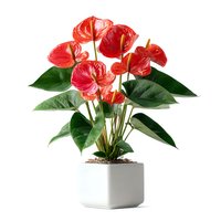 Red anthurium houseplant with glossy heart-shaped flowers and green leaves in white ceramic pot isolated on white background for home decor and gardening.