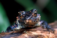 Newt with dark blue and orange coloring perched on a wooden branch against a blurred green background, displaying detailed skin texture and prominent eyes for wildlife and nature photography.