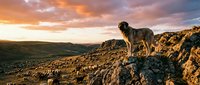 Majestic dog standing on rocky cliff overlooking vast landscape during golden hour sunset with dramatic orange and purple clouds in expansive wilderness terrain.