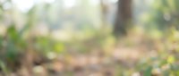 Blurred forest background with soft green foliage and natural bokeh effect, suitable for overlays and design backgrounds.