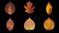 Autumn leaves collection featuring six isolated fall foliage specimens in warm seasonal colors. Transparent background, ready for clipart, t-shirt design, stickers, print-on-demand products, and sublimation projects.