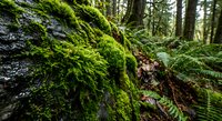 Lush green moss covering fallen log in temperate rainforest with ferns and towering trees creating natural woodland ecosystem for environmental conservation themes.