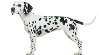 Dalmatian dog with black spots on white coat standing in profile against white background, isolated and ready for design use on merchandise, websites, and marketing materials.