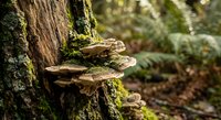 Bracket fungi growing on moss-covered tree trunk in natural forest environment with soft sunlight filtering through woodland background.