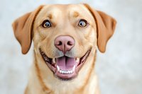 Happy yellow Labrador retriever with bright blue eyes and friendly smile against light background, close up portrait showing joyful expression and healthy teeth.