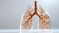 Anatomical model showing bronchial tree structure in transparent human lungs against light background, medical education concept illustrating respiratory system.