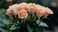 Delicate peach-colored roses in full bloom with dark green foliage against blurred background, showcasing soft petals and fresh stems for floral design and romance themes.