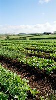 Lush green vegetable crops growing in organized rows across expansive farmland with rural barn structures visible in distant countryside landscape under clear sky.